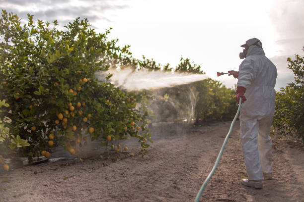 Best Affordable Pest Control Services  in Lauderhill, FL