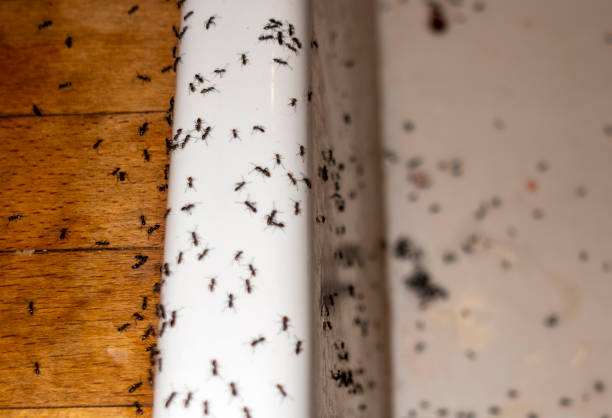Best Best Pest Control Companies  in Lauderhill, FL