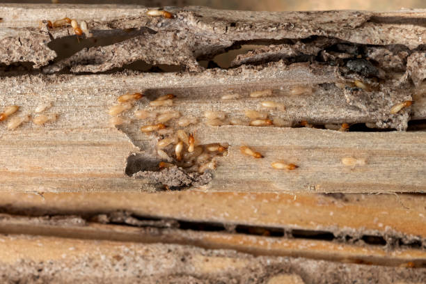 Best Termite Control Services  in Lauderhill, FL